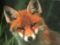L'avatar di foxneo